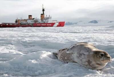 Baby seal sits on the ice in front of a Coast Guard cutter in the Antarctic.