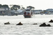 The ponies make the annual swim from Assateague Island, Va., to Chincoteague Island, Va., during the 90th Pony Swim on Virginia’s Eastern Shore, Wednesday, July 29, 2015. Crew members from U.S. Coast Guard Station Chincoteague enforced the safety zone where thousands of spectators gathered for the event. (U.S. Coast Guard photo by Petty Officer 2nd Class Nate Littlejohn)