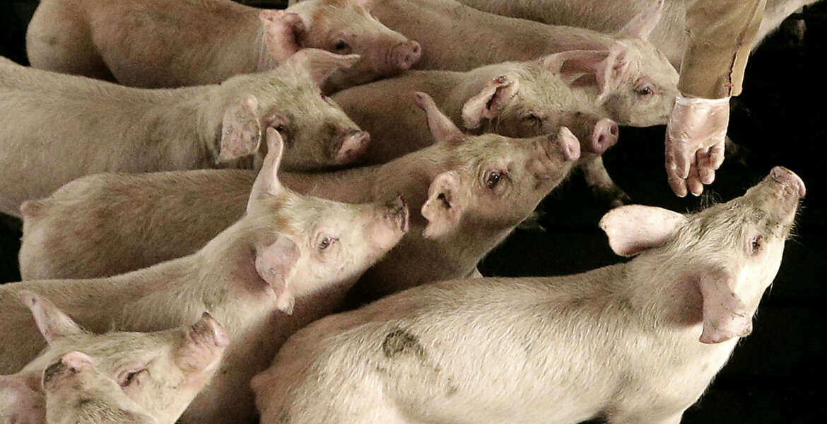 In this photo taken Nov. 11. 2015, production manager Ryan Feeley checks on a pen of young pigs at Seabord Foods' Ladder Creek hog feeding operation near Tribune, Kan. The operation is the nation's second largest confined hog feeding farm and the company is set to build another site nearby if granted a permit by the state. The company is pumping wells that had been idled for a decade. Environmentalists and some residents fear that instead of preserving the remaining water for residents, the county will be a desert once the hogs and the water are long gone.  (AP Photo/Charlie Riedel)