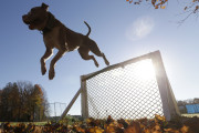 In this Wednesday, Nov. 4, 2015 photo, Kiah clears a hurdle on an obstacle course at K9 school in Stone Ridge, N.Y. Kiah, a two-and-a-half year old pit bull, will soon join the Poughkeepsie Police Department as a crime-fighting, drug-sniffing police dog, a move that advocates of the breed say will counter the stereotypical image of the dog as a dangerous breed beloved by criminals. (AP Photo/Mike Groll)