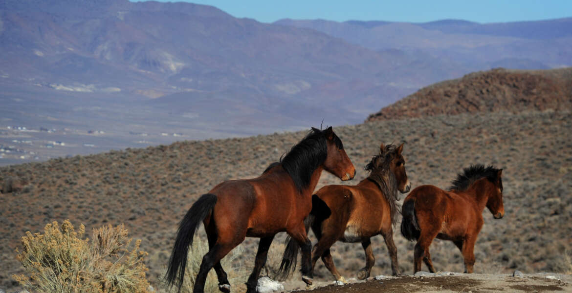 In this Jan. 23, 2015, photo, wild horses are seen during a BLM tour in the Pine Nut Mountains just outside of Dayton, Nev. Under the threat of another legal battle, the U.S. Bureau of Land Management has quietly pulled the plug on a public-private partnership in northern Nevada aimed at shrinking the size of a wild horse herd through the use of contraceptives, according to documents The Associated Press obtained on Tuesday, May 10, 2016. (Jason Bean/The Reno Gazette-Journal via AP)  NO SALES; NEVADA APPEAL OUT; SOUTH RENO WEEKLY OUT; MANDATORY CREDIT