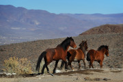 In this Jan. 23, 2015, photo, wild horses are seen during a BLM tour in the Pine Nut Mountains just outside of Dayton, Nev. Under the threat of another legal battle, the U.S. Bureau of Land Management has quietly pulled the plug on a public-private partnership in northern Nevada aimed at shrinking the size of a wild horse herd through the use of contraceptives, according to documents The Associated Press obtained on Tuesday, May 10, 2016. (Jason Bean/The Reno Gazette-Journal via AP)  NO SALES; NEVADA APPEAL OUT; SOUTH RENO WEEKLY OUT; MANDATORY CREDIT