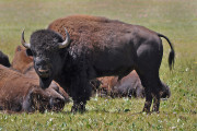 FILE- This Aug. 26, 2010, file photo provided by the Kaibab National Forest shows bison in the national forest adjacent to the Grand Canyon in Northern Arizona. The hundreds of bison that roam the far northern reaches of Arizona are descendants of the massive animals brought to the region in the early 1900's as part of a crossbreeding operation. But a new report issued Thursday, June 16, 2016, by the National Park Service says that’s just a snapshot of bison history in the region. (Kaibab National Forest via AP, File) MANDATORY CREDIT