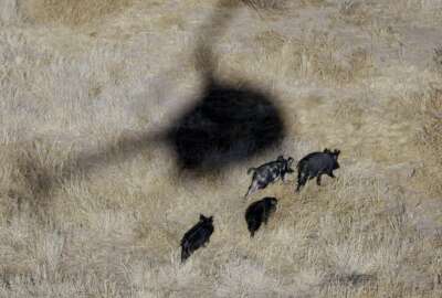 FILE - In this Feb. 18, 2009, file photo, the shadow of a helicopter hovers over feral pigs near Mertzon, Texas. Oklahoma lawmakers are considering a bill to allow hunters to shoot feral hogs from helicopters. Aerial gunners are already used to help control feral swine in Oklahoma, but the work can only be done by trained, licensed contractors with support from the Oklahoma Department of Agriculture Food and Forestry. (AP Photo/Eric Gay, File)