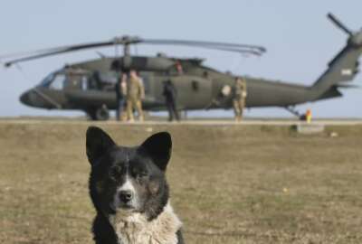 A dog is backdropped by an US Army 2nd Battalion, 10th Regiment, 10th Brigade UH-60 Blackhawk helicopter during a joint US-Romanian air assault exercise at the Mihail Kogalniceanu airbase, eastern Romania, Wednesday, March 8, 2017. Romanian and U.S troops are staging joint exercises with U.S. Black Hawk helicopters, part of the 10th Combat Aviation Brigade nine-month rotational deployment in support of Operation Atlantic Resolve, which aims to reassure NATO's European allies in light of Russia's invasion in Ukraine. (AP Photo/Vadim Ghirda)