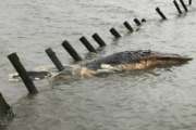 ADDS THAT THE WHALE IN THE PICTURE IS A HUMPBACK WHALE - This April 24, 2017 photo provided by MERR Institute, Inc. shows a dead humpback whale at Port Mahon, Del. Federal officials said humpback whales have been dying in unusually large numbers along the Atlantic Coast. (Suzanne Thurman/MERR Institute, Inc. via AP)