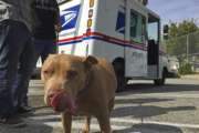 A pitbull named "Lucy" participates a the U.S. Postal Service "National Dog Bite Prevention Week" during an awareness event in at the YMCA in Los Angeles Thursday, April 6, 2017. Dog attacks on postal workers rose last year to 6,755, up 206 from the previous year and the highest in three decades, as internet shopping booms and consumers increasingly demand seven-day-a-week package delivery and groceries dropped at their doorstep. Los Angeles topped the 2016 list with 80 attacks on postal workers, followed by Houston with 62 and Cleveland with 60. (AP Photo/Amanda Lee Myers)