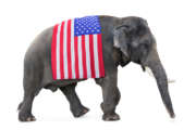 elephant carries a flag USA,  isolated on white background