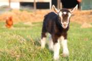 goat-2403566_1280[1]