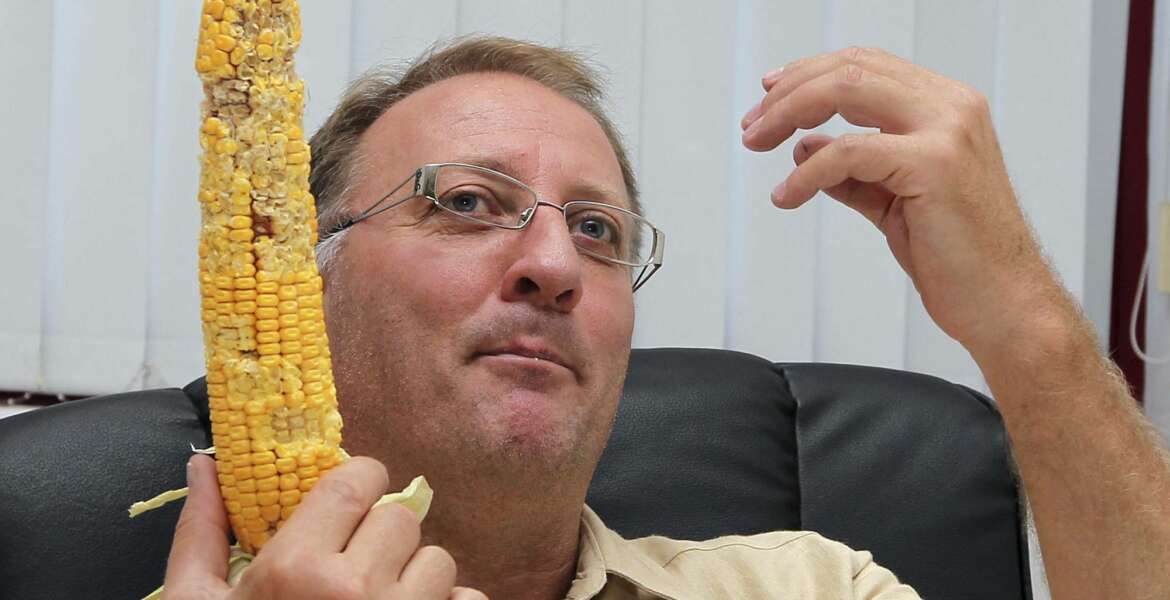 FILE - In this Tuesday, Aug. 10, 2010 photo Giorgio Fidenato holds a raw ear of genetically modified yellow corn at his office in Pordenone, northern Italy. The European Union Court of Justice has ruled Wednesday Sept. 13, 2017, in favor of Italian activist farmer Fidenato, saying Italy had no right to ban GMO crops given that there is no scientific evidence they are hazardous.(AP Photo/Paolo Giovannini, FILE)