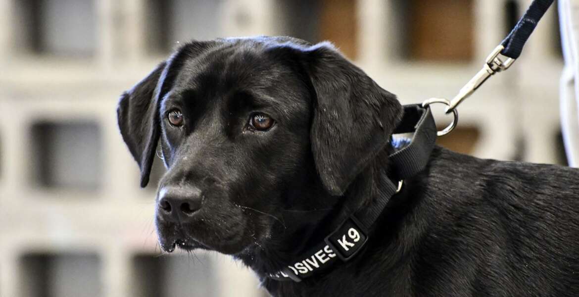 In this image provided by the CIA, young detector dog Lulu, during her initial training as a bomb detector dog. Lulu lost her love of sniffing out bombs and has returned to civilian life. The agency says that just a few weeks into her training, the black Labrador with flappy ears just wasn’t interested in detecting explosive odors anymore. She sought a different future and found one in a loving handler, who adopted her. (CIA via AP)