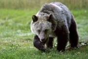 FILE - In this Sept. 25, 2013 file photo, a grizzly bear cub forages for food a few miles from the north entrance to Yellowstone National Park in Gardiner, Mont. Researchers say there are an estimated 718 bears in the region, a figure that’s little changed from last year as state officials prepare for possible hunts for the animals for the first time in decades. (Alan Rogers /The Casper Star-Tribune via AP, File)