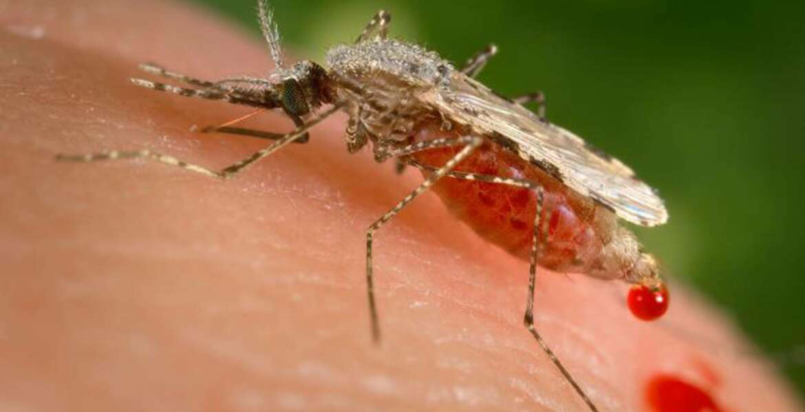 FILE - This file photo provided by the Centers for Disease Control and Prevention (CDC) shows a feeding female Anopheles Stephensi mosquito crouching forward and downward on her forelegs on a human skin surface, in the process of obtaining its blood meal through its sharp, needle-like labrum, which it had inserted into its human host. Ugandan Brian Gitta, 25, has won in 2018 a prestigious engineering prize for a non-invasive malaria test kit that is hoped to become widely used across Africa. (James Gathany/CDC via AP, File)
