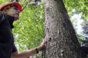 In this June 12, 2018, photo, U.S. Forest Service scientist Paul Schaberg stands beside a healthy red spruce tree growing on Mount Mansfield in Stowe, Vt. Schaberg is co-author of a new study that found that the tree species, once heavily damaged by acid rain, is rebounding in five Northeast states due to stricter air pollution regulations and a changing climate. (AP Photo/Lisa Rathke)