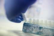 In this Tuesday, May 15, 2018, photo, scientist Fabrice De Bond picks up a vial containing frozen donor sperm samples in a lab at Melbourne IVF in Melbourne, Australia. (AP Photo/Wong Maye-E)