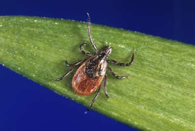 FILE - This undated file photo provided by the U.S. Centers for Disease Control and Prevention (CDC) shows a blacklegged tick, also known as a deer tick, a carrier of Lyme disease. Preliminary indicators show Lyme disease abating during the summer of 2018 in New England, and public health authorities said they are finding fewer ticks in the environment. (CDC via AP, File)