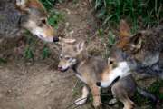 FILE - In this June 13, 2017 file photo, the parents of a 7-week old red wolf pup keep an eye on their offspring at the Museum of Life and Science in Durham, N.C. Conservationists told a judge Wednesday, Oct. 17, 2018, that an imminent federal plan to shrink the territory of the only wild red wolves would hasten the animal’s extinction. Lawyers for the U.S. Fish and Wildlife Service, however, countered that new rules for the red wolf program, set to be finalized next month, mean that the conservationists’ current arguments are moot. The federal lawyers say a new lawsuit would need to be filed to halt new plans set to be finalized by the end of November. (AP Photo/Gerry Broome, File)