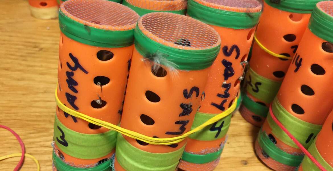 In this photo provided by the U.S. Customs and Border Protection, some of the 70 live finches hidden inside hair rollers found Saturday, Dec. 8, 2018, at New York’s John F. Kennedy International Airport are displayed. Authorities say a passenger arriving from Guyana had the songbirds in a duffel bag. (U.S. Customs and Border Protection via AP)