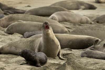 In this photo taken Monday, Jan. 28, 2019, without tourists and park rangers to discourage them during the government shutdown, elephant seals have expanded their pupping grounds in Point Reyes National Seashore, Calif. About 60 adult seals have birthed 35 pups took over a beach knocking down a fence and moving into the parking lot. (John Burgess/The Press Democrat via AP)