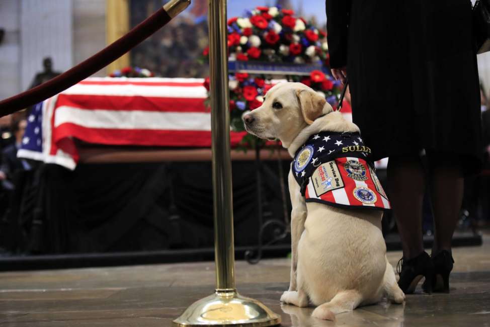 Sully, service dog, VetDogs