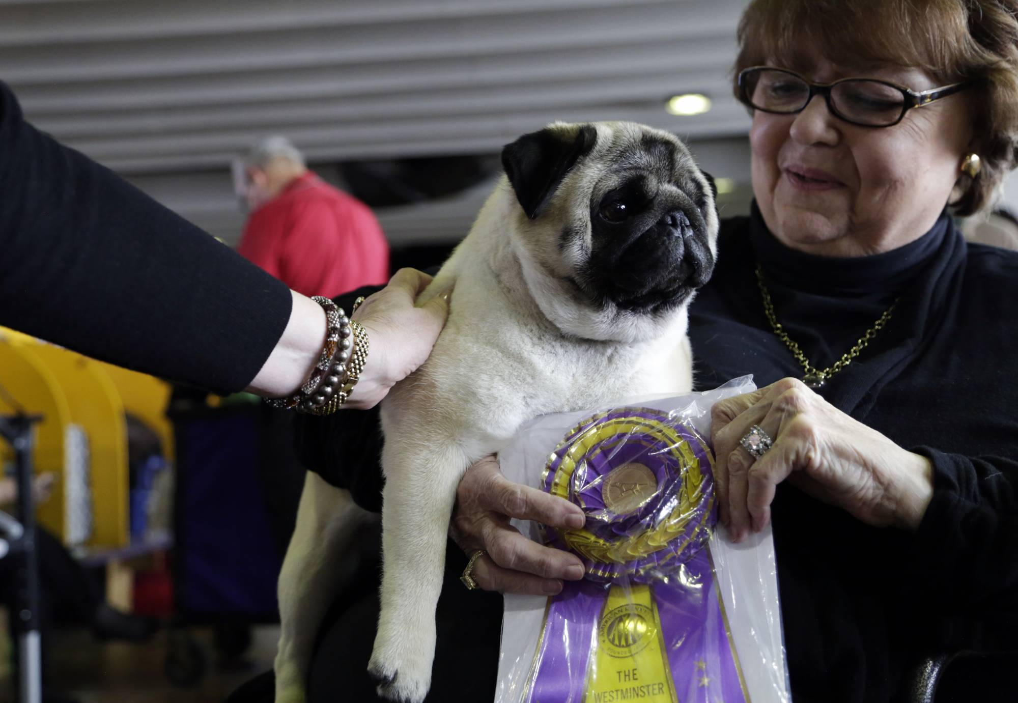 what happened to the schipperke at westminster dogshow