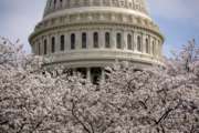 FILE- In this March 30, 2019, file photo the Dome of the U.S. Capitol Building is visible as cherry blossom trees bloom on the West Lawn in Washington. On Wednesday, April 10, the Treasury Department releases federal budget data for March. (AP Photo/Andrew Harnik, File)