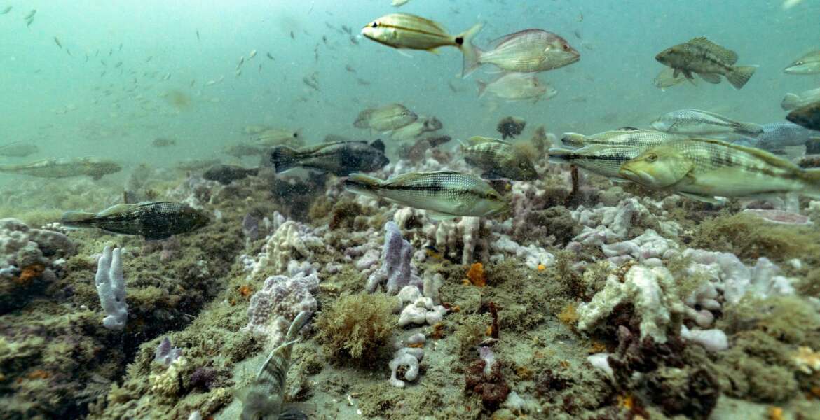 Black sea bass, red snapper and tomtate swim over a carpet of invertebrates and algae at Gray's Reef National Marine Sanctuary Monday, Oct. 28, 2019, off the coast of Savannah, Ga. (AP Photo/David J. Phillip)