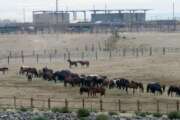 FILE - In this Sept. 4, 2013, file photo, mustangs recently captured on federal rangeland roam a corral at the U.S. Bureau of Land Management's holding facility north of Reno, in Palomino, Nev. Two House committee chairmen are trying to put the brakes on money for a new Trump administration proposal to accelerate the capture of 130,000 wild horses across the West over the next 10 years. (AP Photo/Scott Sonner, File)