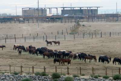 FILE - In this Sept. 4, 2013, file photo, mustangs recently captured on federal rangeland roam a corral at the U.S. Bureau of Land Management's holding facility north of Reno, in Palomino, Nev. Two House committee chairmen are trying to put the brakes on money for a new Trump administration proposal to accelerate the capture of 130,000 wild horses across the West over the next 10 years. (AP Photo/Scott Sonner, File)