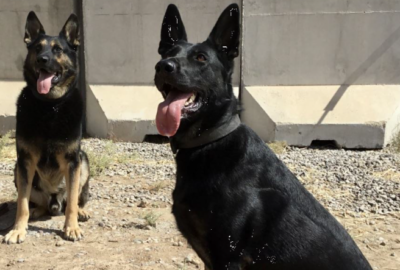 Aron and Vivi, two specially-trained explosives detection dogs, supporting State Department-funded operations to clear ISIS improvised explosives in Mosul (Photo courtesy of Janus Global Operations)