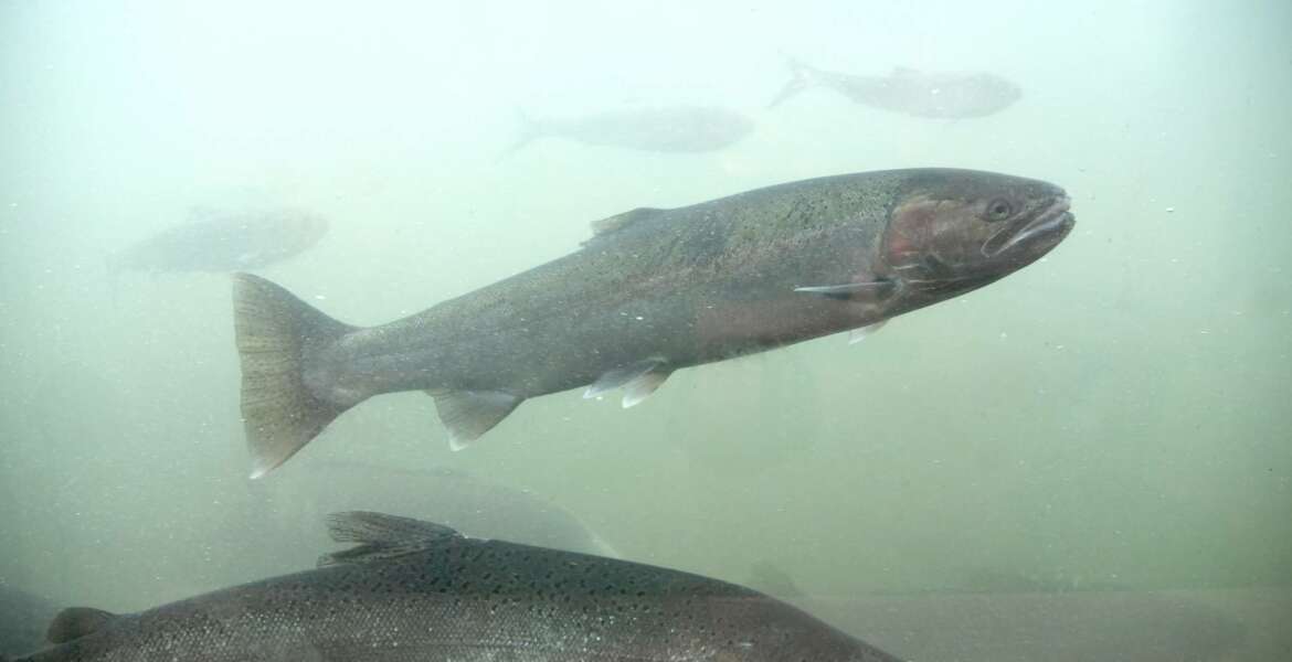 FILE - In this Oct. 19, 2016, file photo, a chinook salmon, below, and a steelhead, above, move through the fish ladder at the Lower Granite Dam on the Snake River in Washington state. A long-awaited federal report out Friday, Feb. 28, 2020, rejected the idea of removing four hydroelectric dams on a major Pacific Northwest river in a last-ditch effort to save more than a dozen species of threatened or endangered salmon, saying such a dramatic approach would destabilize the power grid, increase overall greenhouse emissions and more than double the risk of regional power outages. (Jesse Tinsley/The Spokesman-Review via AP, File)