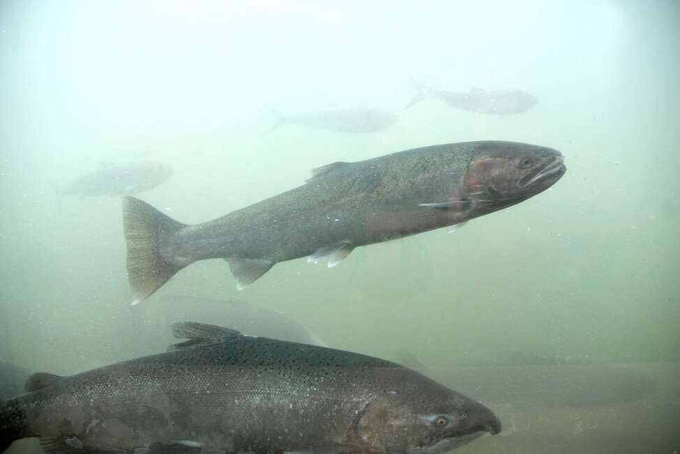 FILE - In this Oct. 19, 2016, file photo, a chinook salmon, below, and a steelhead, above, move through the fish ladder at the Lower Granite Dam on the Snake River in Washington state. A long-awaited federal report out Friday, Feb. 28, 2020, rejected the idea of removing four hydroelectric dams on a major Pacific Northwest river in a last-ditch effort to save more than a dozen species of threatened or endangered salmon, saying such a dramatic approach would destabilize the power grid, increase overall greenhouse emissions and more than double the risk of regional power outages. (Jesse Tinsley/The Spokesman-Review via AP, File)