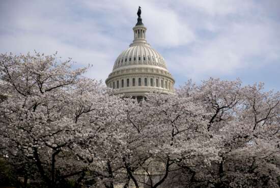 FILE - In this March 30, 2019, file photo the Dome of the U.S. Capitol Building is visible as cherry blossom trees bloom on the West Lawn in Washington. Washington health officials recommended on Wednesday, March 11, 2020, that all “non-essential mass gatherings, including conferences and conventions,” be postponed or canceled through the end of March, a move that could imperil the popular Cherry Blossom Festival. (AP Photo/Andrew Harnik)