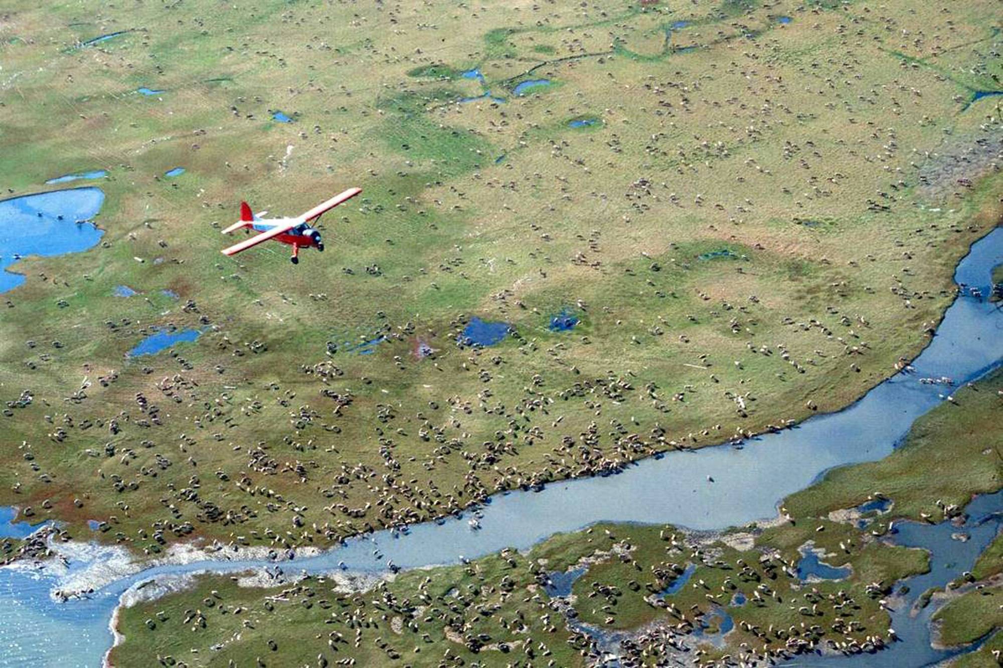 FILE - In this undated photo provided by the U.S. Fish and Wildlife Service, an airplane flies over caribou from the Porcupine Caribou Herd on the coastal plain of the Arctic National Wildlife Refuge in northeast Alaska.The Department of the Interior has approved an oil and gas leasing program within Alaska’s Arctic National Wildlife Refuge. The refuge is home to polar bears, caribou and other wildlife. Secretary of the Interior David Bernhardt signed the Record of Decision, which will determine where oil and gas leasing will take place in the refuge’s coastal plain.  (U.S. Fish and Wildlife Service via AP)