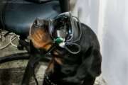 Mater, the Rottweiler, wearing AR goggles. (Photo courtesy Army Research Office)