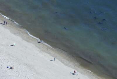 FILE - In this Sept. 16, 2015, file photo, beachgoers keep an eye on the seals swimming at Coast Guard Beach in North Eastham, Mass. Stephen Leatherman, a coastal scientist and professor at Florida International University, has been drafting a list of the best beaches in the U.S. under the alias 