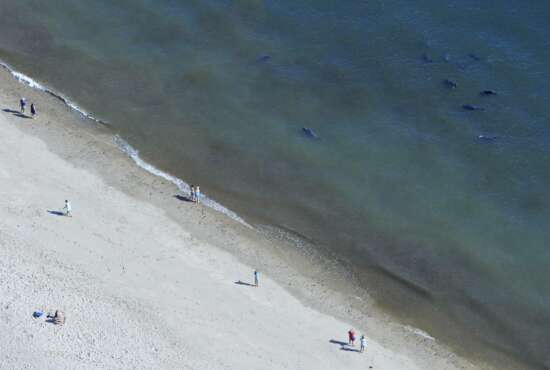 FILE - In this Sept. 16, 2015, file photo, beachgoers keep an eye on the seals swimming at Coast Guard Beach in North Eastham, Mass. Stephen Leatherman, a coastal scientist and professor at Florida International University, has been drafting a list of the best beaches in the U.S. under the alias 
