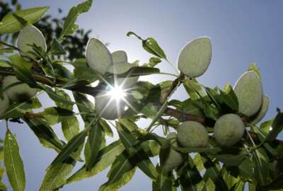 FILE — In this Friday June 21, 2019 file photo, the sun peaks past almonds growing on the branches of an almond tree in Modesto, Calif. On Monday, July 12, 2021 lawsuits were filed in four California counties seeking potential class-action damages from Dow Chemical and its successor company over a widely used bug killer containing Chlorpyrifos that has been linked to brain damage in children. Chlorpyrifos is approved for use on more than 80 food crops, including oranges, berries, grapes, soybeans almonds and walnuts, though California banned the sales of the pesticide last year and ended spraying this year. (AP Photo/Rich Pedroncelli, File)