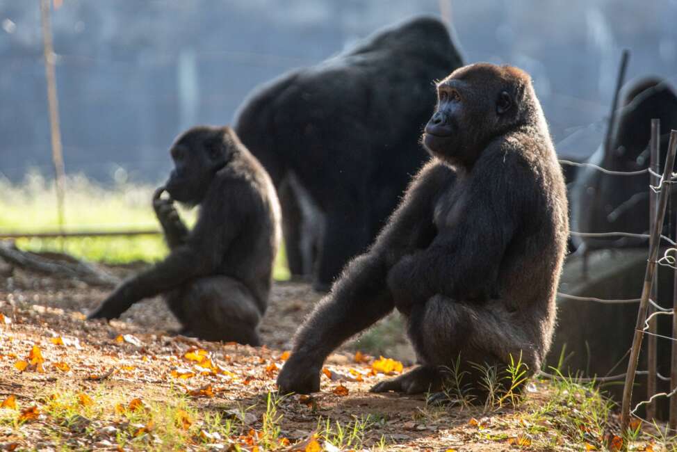 Western lowland gorillas are seen in their habitat at Zoo Atlanta on Tuesday, Sept. 14, 2021, in Atlanta. Nearly all of the zoo's 20 gorillas are showing symptoms of having contracted the coronavirus from a zoo staff worker, according to zoo officials. The confirmed cases of those gorillas tested have come back positive for the COVID-19 Delta variant. (AP Photo/Ron Harris)