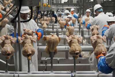 FILE - In this Dec. 12, 2019, file photo workers process chickens at a poultry plant, in Fremont, Neb. Federal health officials are rethinking their approach to controlling salmonella in poultry plants in the hope of reducing the number of illnesses linked to the bacteria each year. The USDA says the industry has succeeded in reducing the level of salmonella contamination found in poultry plants in recent years, but that hasn’t translated into a significant reduction in the 1.35 million salmonella illnesses reported each year.(AP Photo/Nati Harnik, File)