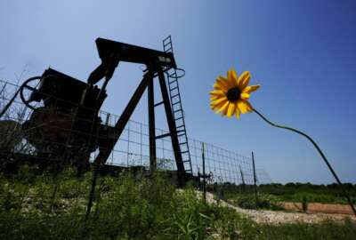 FILE - A wildflower blows in the wind near an old pump jack on Molly Rooke's ranch, Tuesday, May 18, 2021, near Refugio, Texas. Oil and gas drilling began on the ranch in the 1920s and there were dozens of orphaned wells that needed to be plugged for safety and environmental protection. (AP Photo/Eric Gay, File)