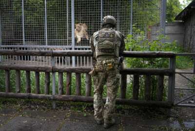 A Russian soldier looks at a couple of lions at the zoo in Mariupol, in territory under the government of the Donetsk People's Republic, eastern Ukraine, Wednesday, May 18, 2022. This photo was taken during a trip organized by the Russian Ministry of Defense. (AP Photo)