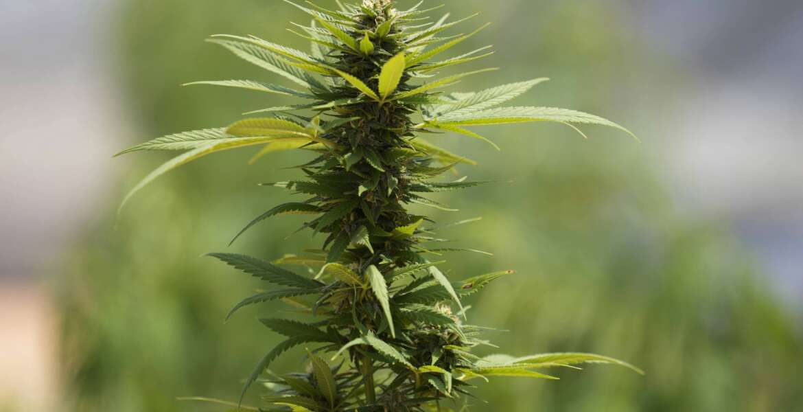 The bud of a cannabis plant stands tall at a farm in Chonburi province, eastern Thailand on June 5, 2022. Marijuana cultivation and possession in Thailand was decriminalized as of Thursday, June 9, 2022, like a dream come true for an aging generation of pot smokers who recall the kick the legendary Thai Stick variety delivered. (AP Photo/Sakchai Lalit)