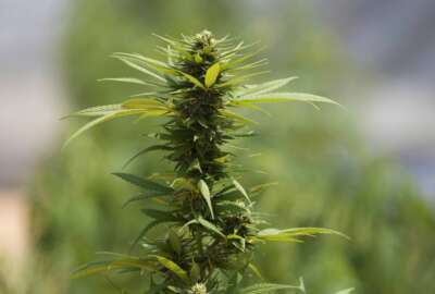 The bud of a cannabis plant stands tall at a farm in Chonburi province, eastern Thailand on June 5, 2022. Marijuana cultivation and possession in Thailand was decriminalized as of Thursday, June 9, 2022, like a dream come true for an aging generation of pot smokers who recall the kick the legendary Thai Stick variety delivered. (AP Photo/Sakchai Lalit)