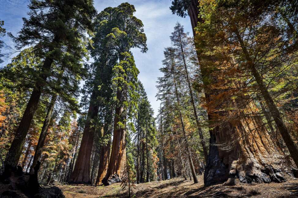 FILE - A grove of Giant Sequoia trees grows in Mountain Home State Demonstration Forest outside Springville, Calif., on Tuesday, April 26, 2022. The U.S. Forest Service is taking emergency action to speed up approval of projects to clear underbrush in giant sequoia groves to save the world's largest trees from the increasing threat of wildfire. (Carlos Avila Gonzalez/San Francisco Chronicle via AP, File)