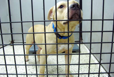 In this photo taken Aug. 26, 2014,  a dog seized during the second-largest dog fighting bust in U.S. history sits in a pen at a kennel in Jacksonville, Fla. Police detectives and prosecutors around the U.S. say that despite being banned in all 50 states, the ancient blood sport of dogfighting is thriving in the underground, with hundreds of thousands of dollars at stake on big matches. The spotlight of NFL star Michael Vicks 2007 case helped create more interest from police and federal investigators: the three largest dogfighting busts in U.S. history have occurred since 2009. But state laws still require no minimum mandatory jail time, so while arrests and convictions can be disruptive to dogfighting rings for a short while, the practice continues to flourish. (AP Photo/Jason Dearen)