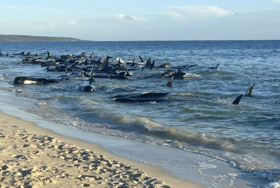 Pilot whales stranded on a beach at Toby's Inlet in Western Australia