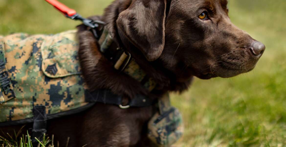 Walter Reed Facility dog Biscuit promoted to a Marine Corps sergeant