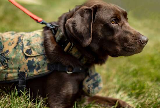 Walter Reed Facility dog Biscuit promoted to a Marine Corps sergeant